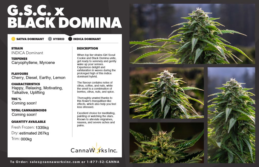 Cannaworks GSC x Black Domina Indica Cannabis