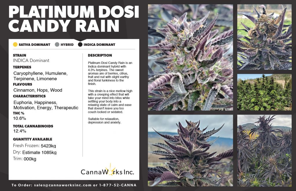 Cannaworks Platinum Dosi x Candy Rain Indica Cannabis