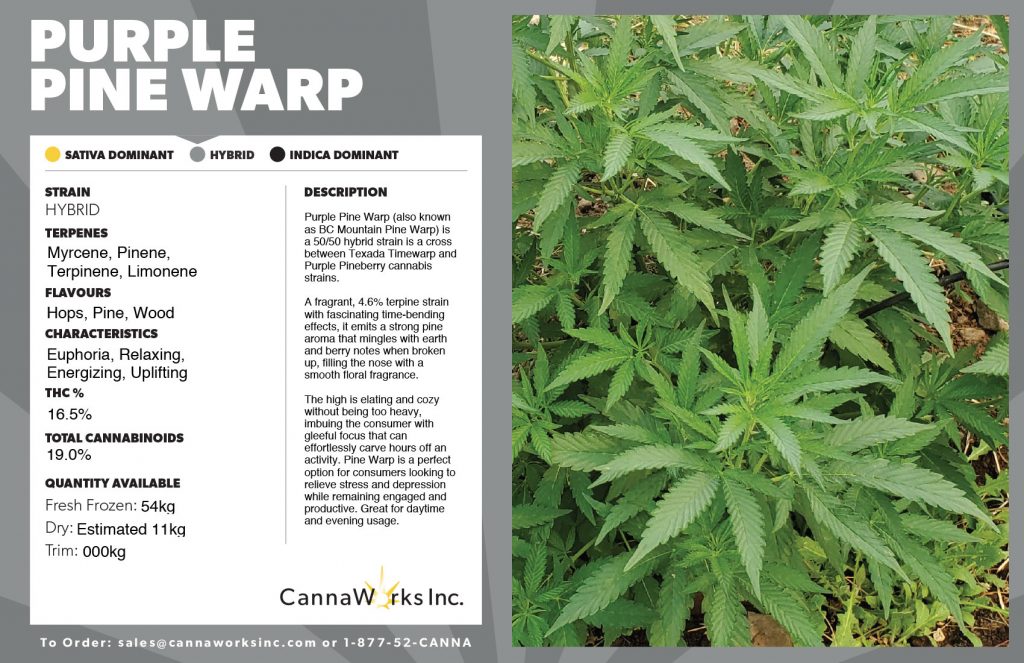 Cannaworks Purple Pine Warp Hybrid Cannabis