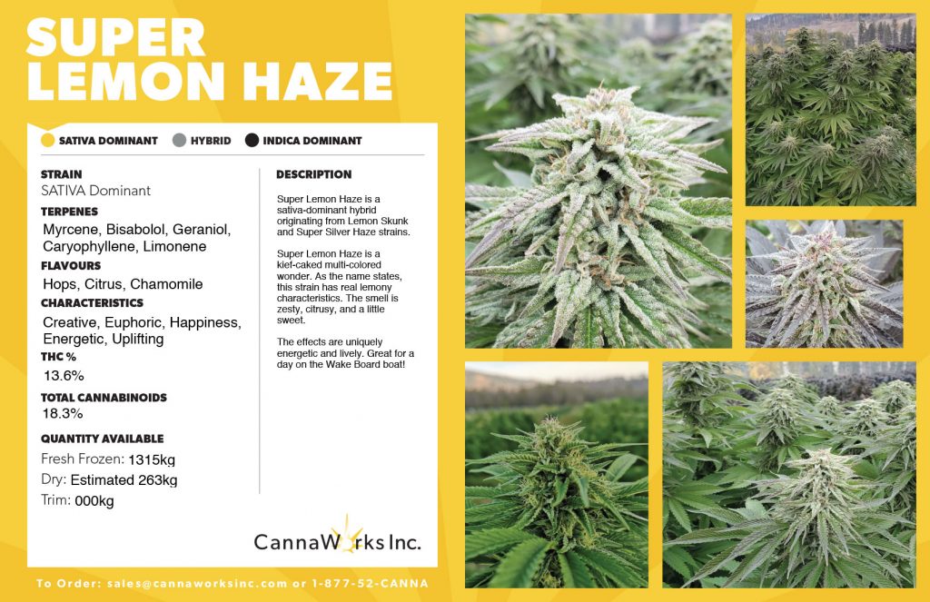 Cannaworks Super Lemon Haze Hybrid Cannabis