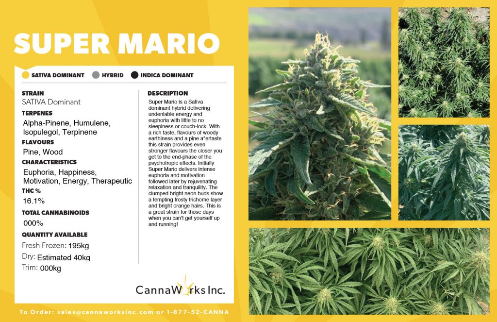 Cannaworks Super Mario Hybrid Cannabis
